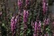 Salvia nemorosa 'Salute Pink'