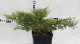 Juniperus ×pfitzeriana 'Mordigan Gold'