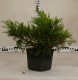 Juniperus ×pfitzeriana 'Mint Julep'