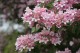 Kolkwitzia amabilis 'Pink Cloud'