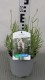 Lavandula angustifolia 'White Fragrance'