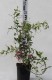 Lespedeza thunbergii