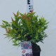 Leucothoe 'Red Lips' PBR