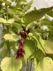 Leycesteria formosa Little Lanterns