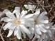 Magnolia stellata 'Royal Star
