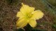Hemerocallis 'Molokai'