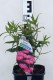Monarda Electric Neon Pink