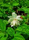 Philadelphus 'Pearls of Perfume'