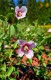 Philadelphus Petite Perfume Pink' PBR