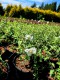 Philadelphus Petite Perfume White' PBR