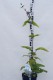 Phlomis tuberosa Amazone
