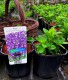 Phlox paniculata 'Early Purple Eye' PBR