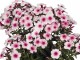Phlox pan. 'Flame Pro Soft Pink' PBR