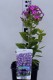 Phlox paniculata 'Early Purple Eye' PBR