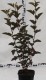 Physocarpus opulifolius 'Schuch'