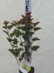 Physocarpus opulifolius 'Magic Ball'