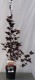 Physocarpus opulifolius 'Zdechovice'
