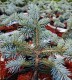 Picea pungens 'Glauca Globosa'