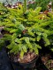 Picea omorika 'Peve Tijn'
