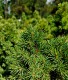 Picea glauca 'Biesenthaler Frhling'