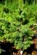 Picea sitchensis 'Tenas'