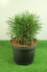 Pinus mugo 'Varella'