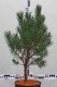Pinus sylvestris 'Watereri'