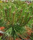 Pinus nigra 'Bambino'