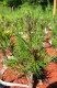 Pinus heldreichii 'Compact Gem'
