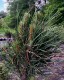 Pinus nigra 'Green Tower'