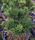 Pinus mugo 'Little Lady'