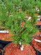 Pinus mugo 'Ophir'