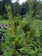 Pinus parviflora 'Schoon's Bonsai'
