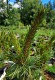 Pinus parviflora 'Shizaka Totten'