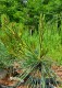 Pinus densiflora 'Umbraculifera'