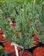 Pinus sylvestris 'Watereri'