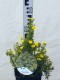 Potentilla fruticosa 'Bella Lindsey'