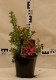 Potentilla fruticosa 'Bellisima' PBR®