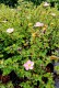 Potentilla fruticosa 'New Down'