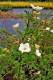 Potentilla fruticosa 'Mc Kay's White'
