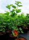 Ribes r. 'Jonkheer van Tets