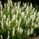 Salvia nemorosa 'Salute White'