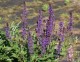 Salvia nemorosa 'Salute Deep Blue'