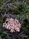 Sambucus nigra Black Lace