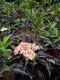 Sambucus nigra Black Tower