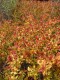 Spiraea japonica 'Goldflame'