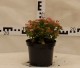 Spiraea japonica 'Japanese Dwarf'