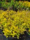 Spiraea japonica 'Golden Carpet'