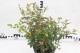 Spiraea japonica 'Golden Princess'