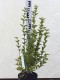 Syringa meyeri 'Flowerfersta White
